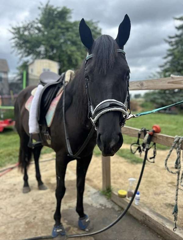 athletic-quarter-horse