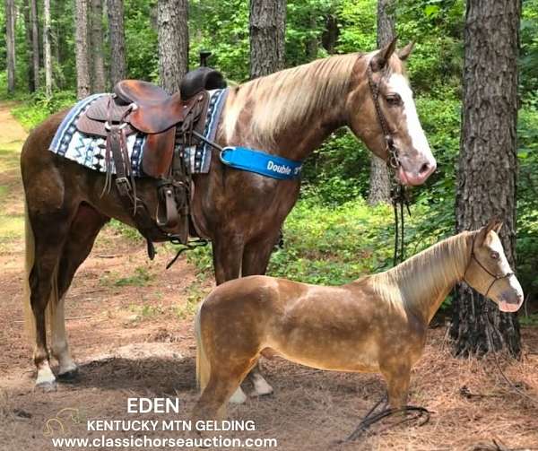 and-ranch-kentucky-mountain-horse