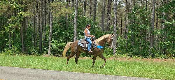 auction-kentucky-mountain-horse