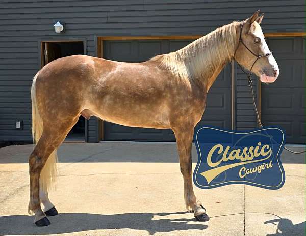 beginners-kentucky-mountain-horse