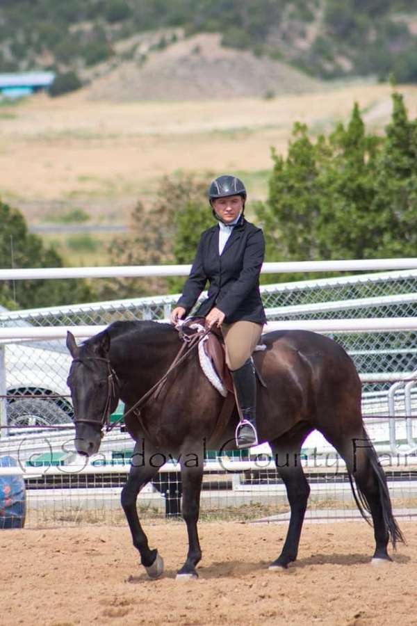 experienced-kids-gelding