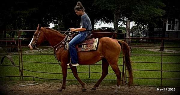 kid-safe-horse-quarter