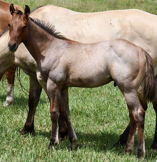 bay-roan-hunter-unde-horse