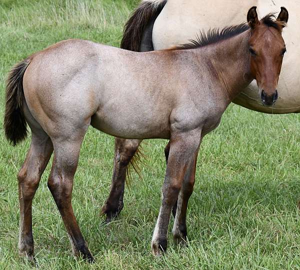 hunter-unde-colt