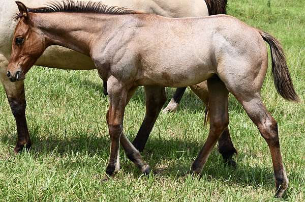 hunter-unde-horse