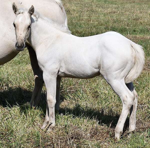 natural-hors-filly