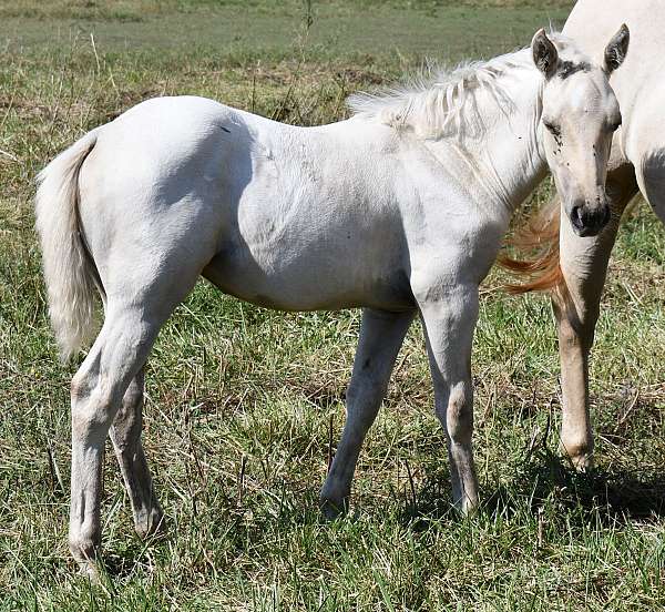 natural-hors-horse