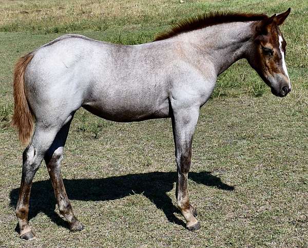 red-roan-pl-horse