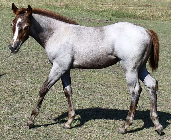 pl-filly