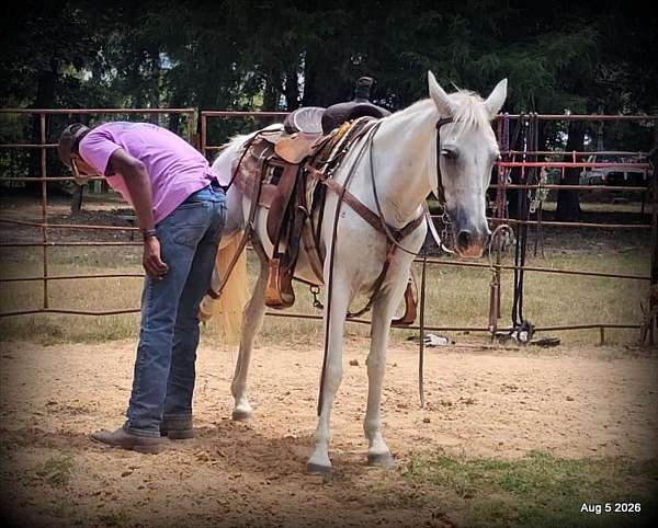 beginner-safe-horse-paso-fino