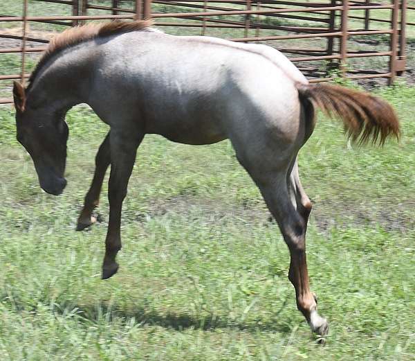 ranch-vers-filly