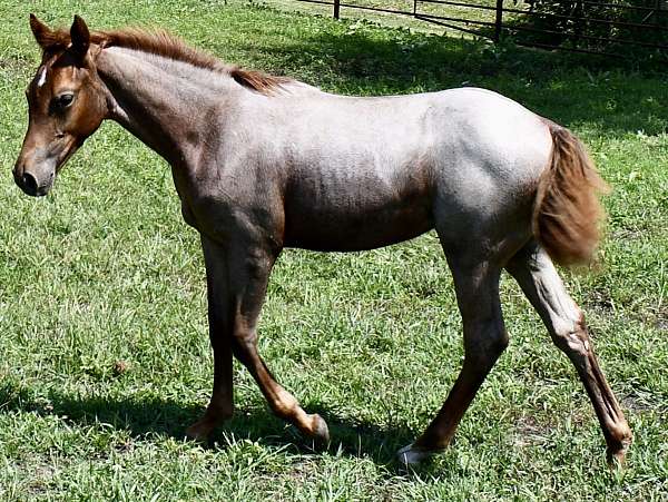 trail-quarter-horse