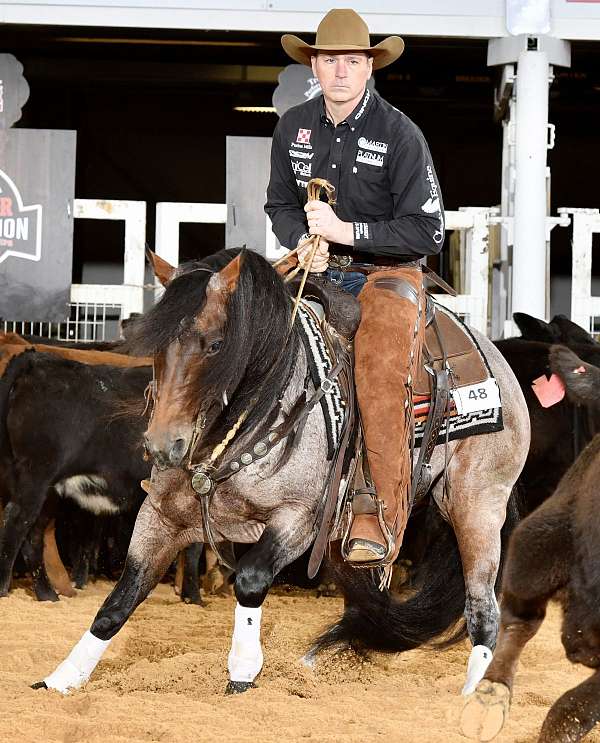 ranch-quarter-horse
