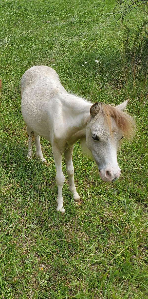 blue-eyed-double-dilute-filly