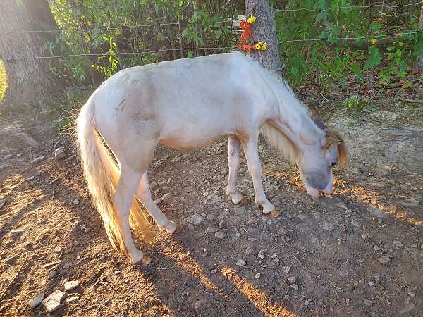pinto-blue-eyed-double-dilute-horse