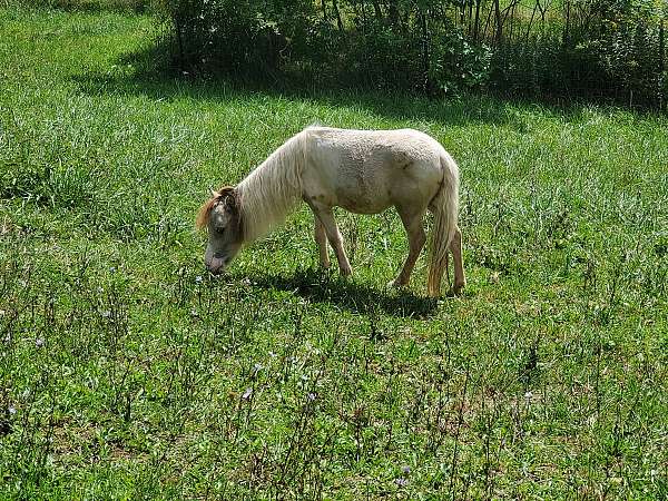 blue-eyed-double-dilute-miniature-horse