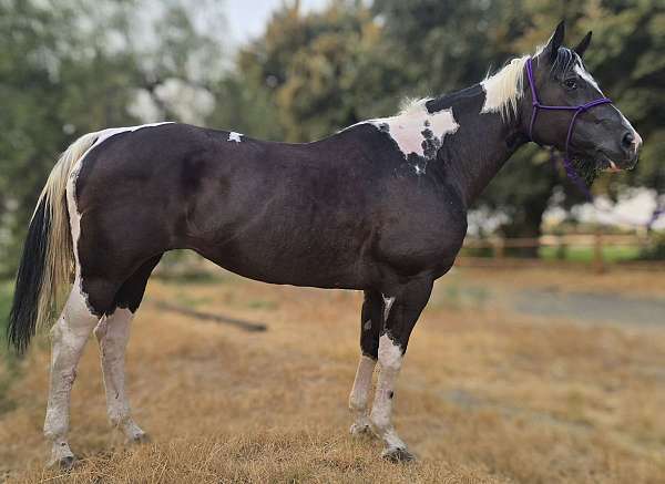 black-white-horse