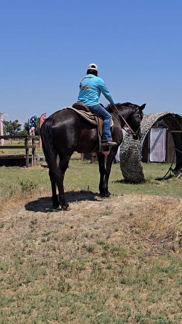 all-around-mustang-horse