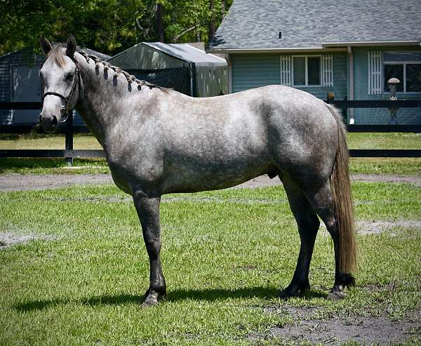 age-connemara-pony