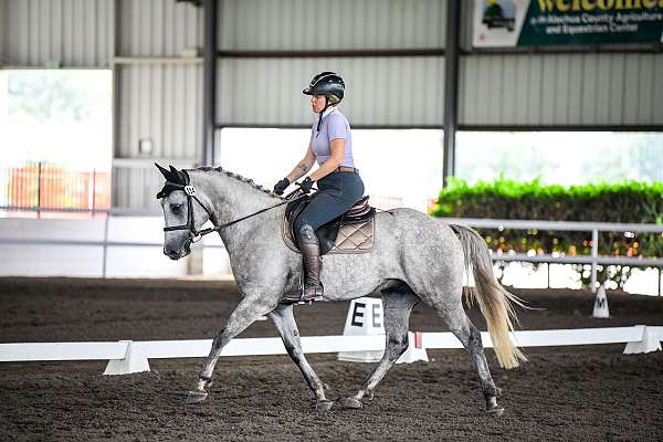 amateur-connemara-pony