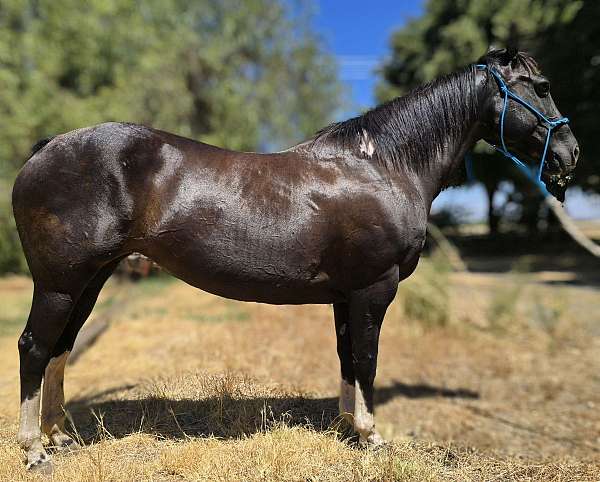 black-white-pony