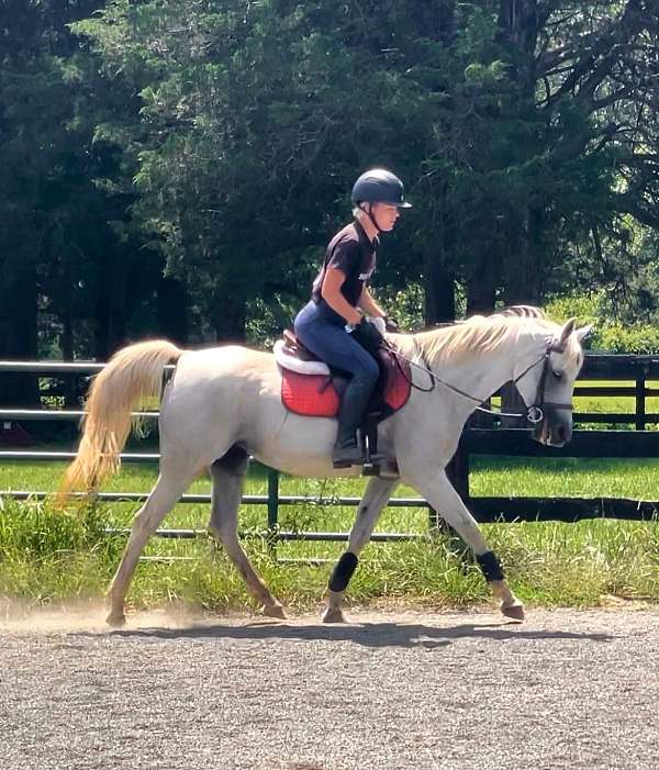 hony-horse