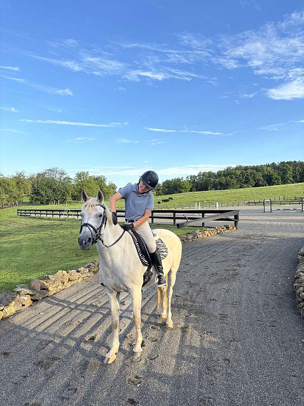 warrenton-horse