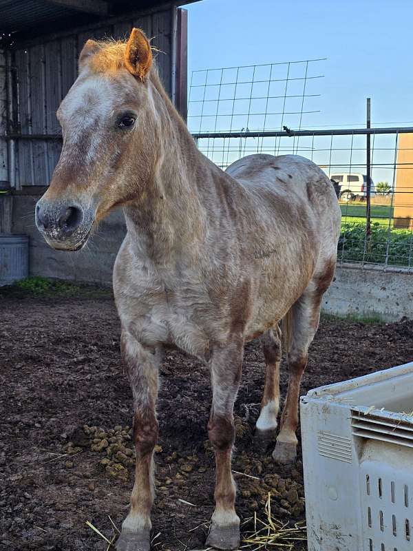 sorrel-varnish-pony