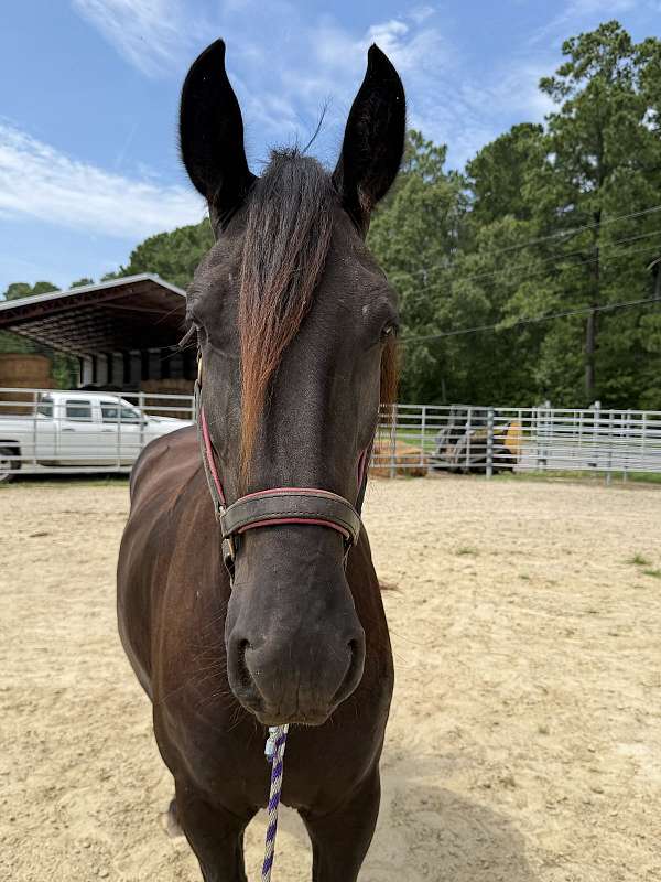 15-hand-friesian-mare