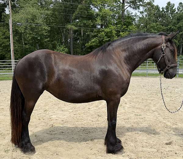 black-mare-for-sale