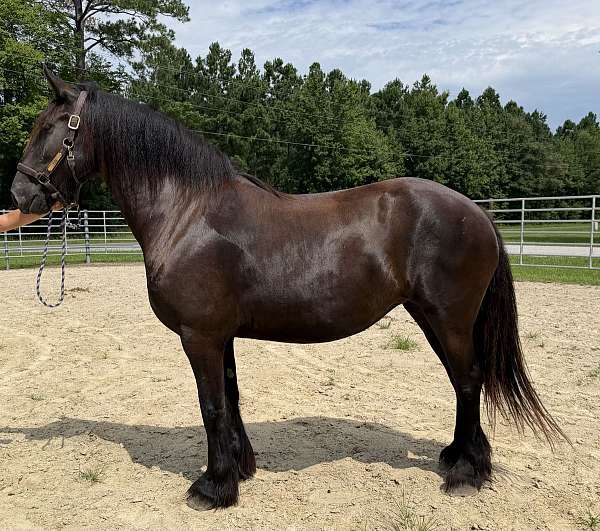 black-friesian-mare