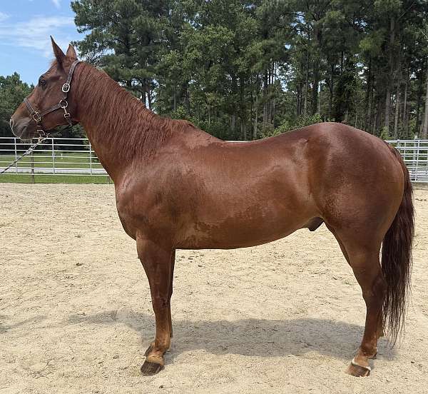 sorrel-quarter-horse-gelding