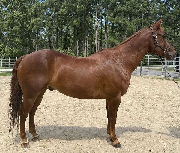 sorrel-gelding-for-sale