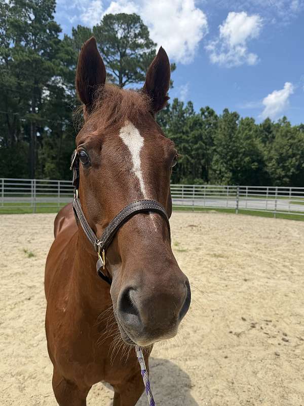 15-hand-quarter-horse-gelding