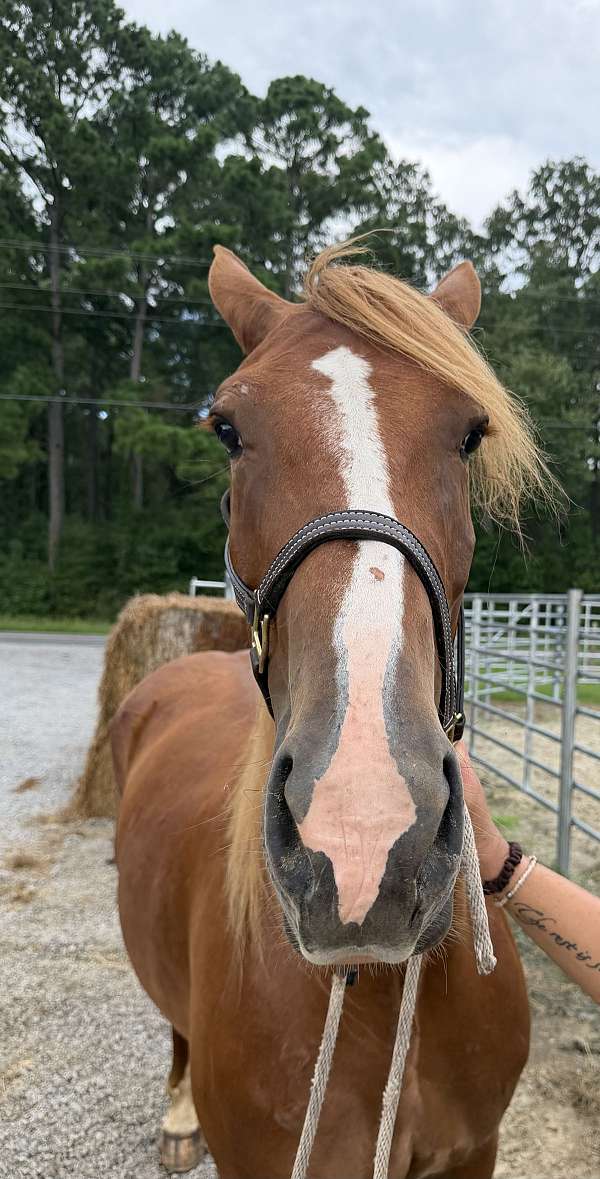 16-hand-draft-mare