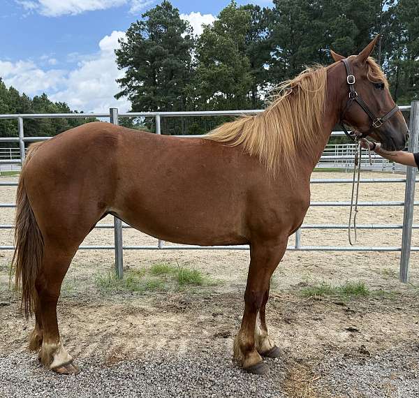 sorrel-draft-mare