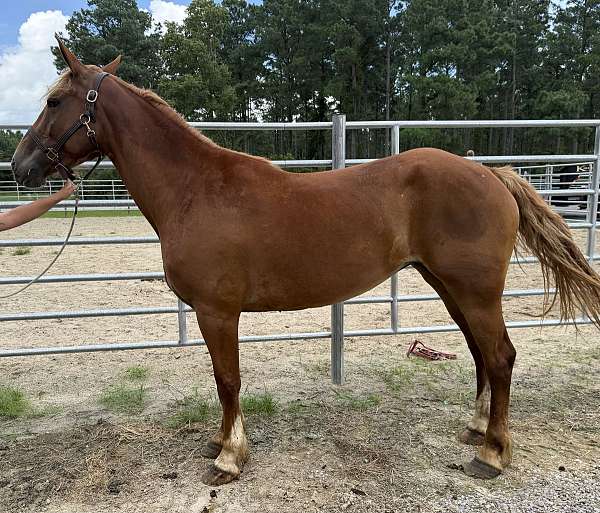 sorrel-mare-for-sale