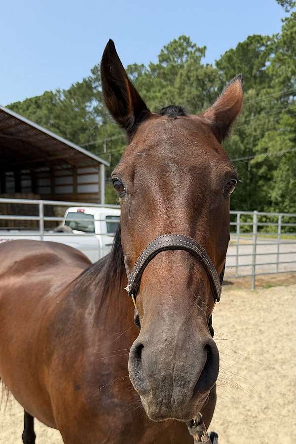 15-hand-draft-mare