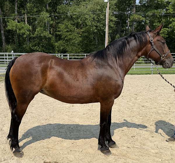 bay-draft-mare