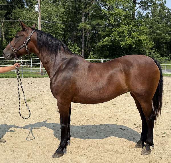 bay-mare-for-sale