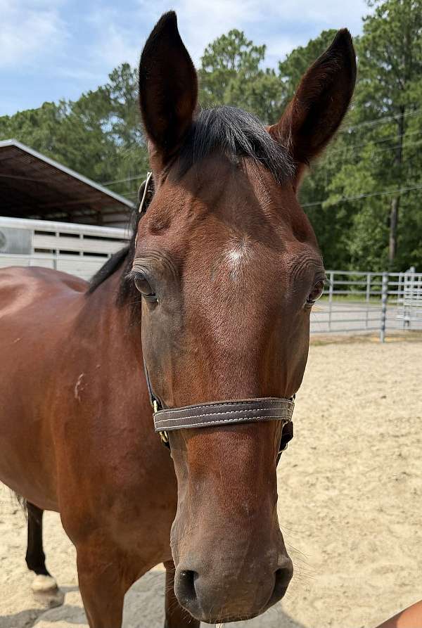 15-hand-quarter-horse-gelding