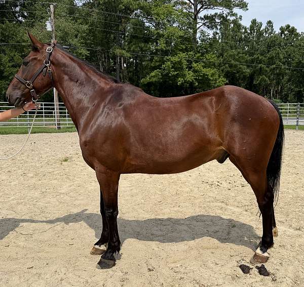 bay-gelding-for-sale