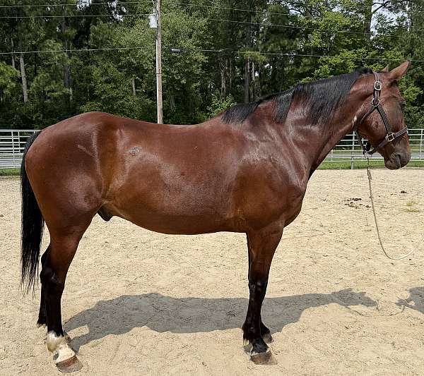 bay-quarter-horse-gelding