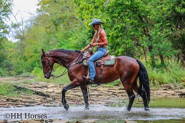 all-around-friesian-horse