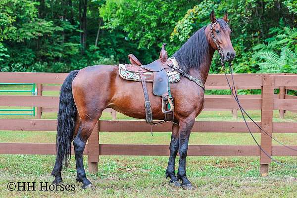 athletic-friesian-horse