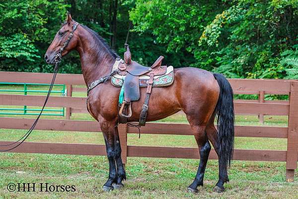 driving-friesian-horse