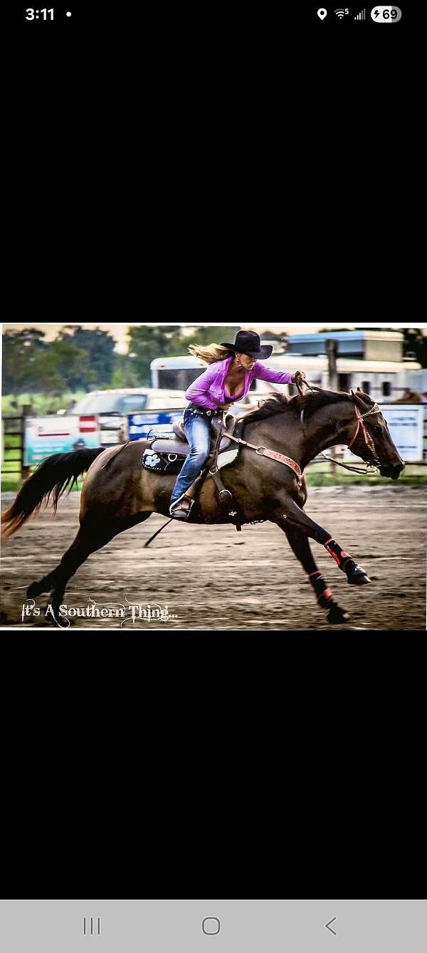 all-around-quarter-horse