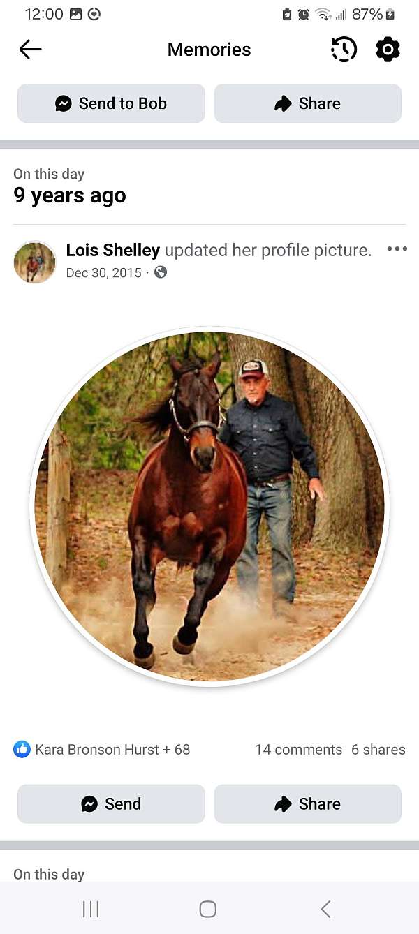 arena-quarter-horse