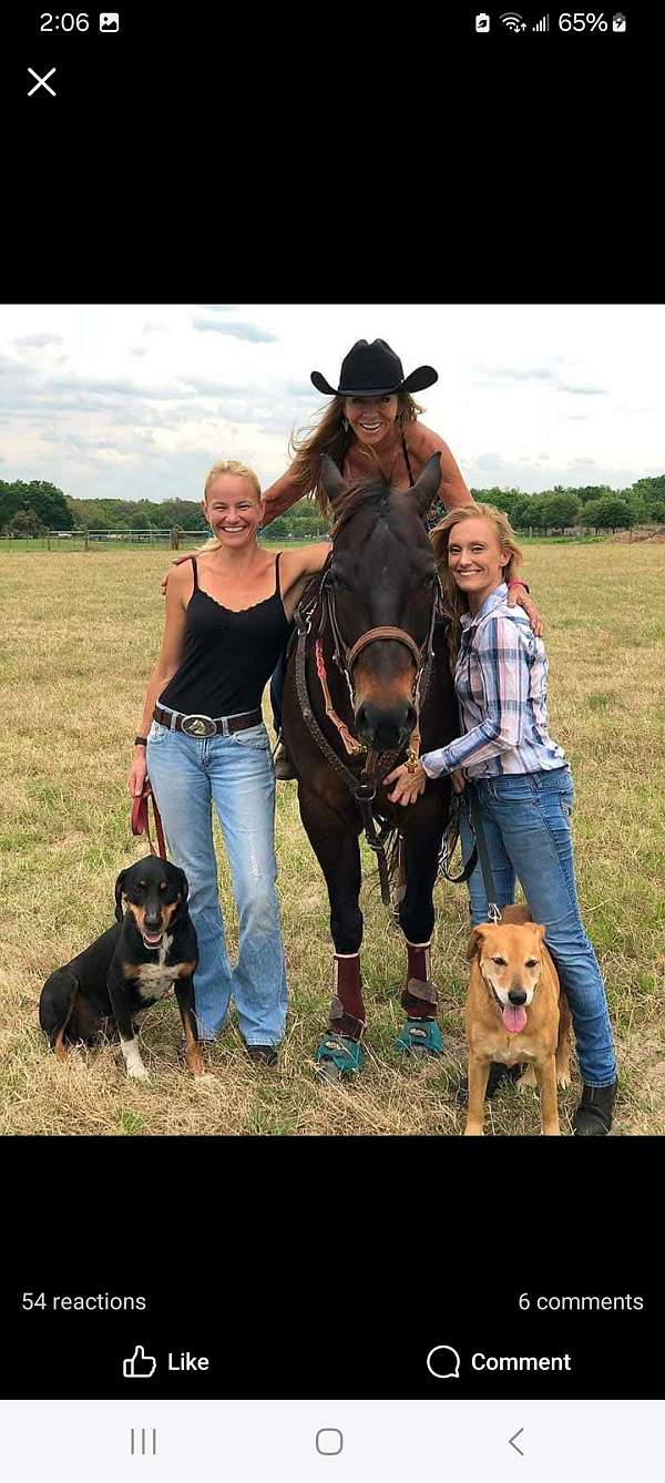 around-quarter-horse