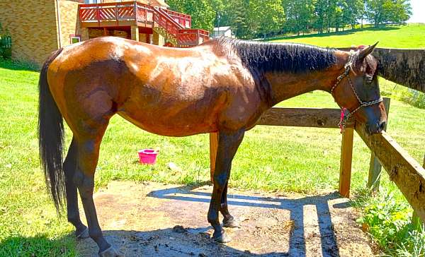 all-around-thoroughbred-horse